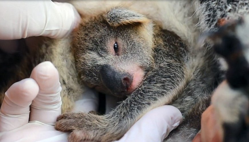 Birth Rises From The Ashes: First Koala Born Since Bushfires At Australian Reptile Park
