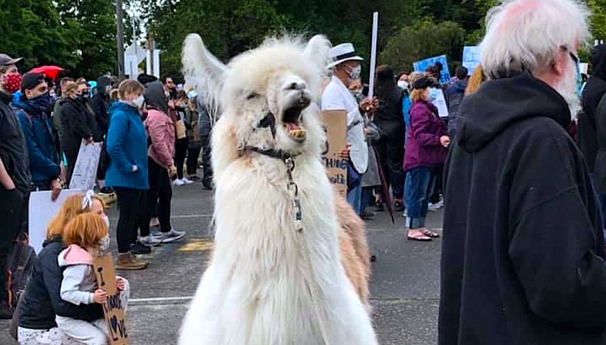Therapy Llama Boosts Morale In Portland Protests