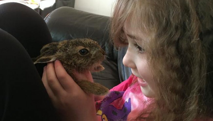 Orphaned Hare Returns To Visit Family That Saved And Reared Her