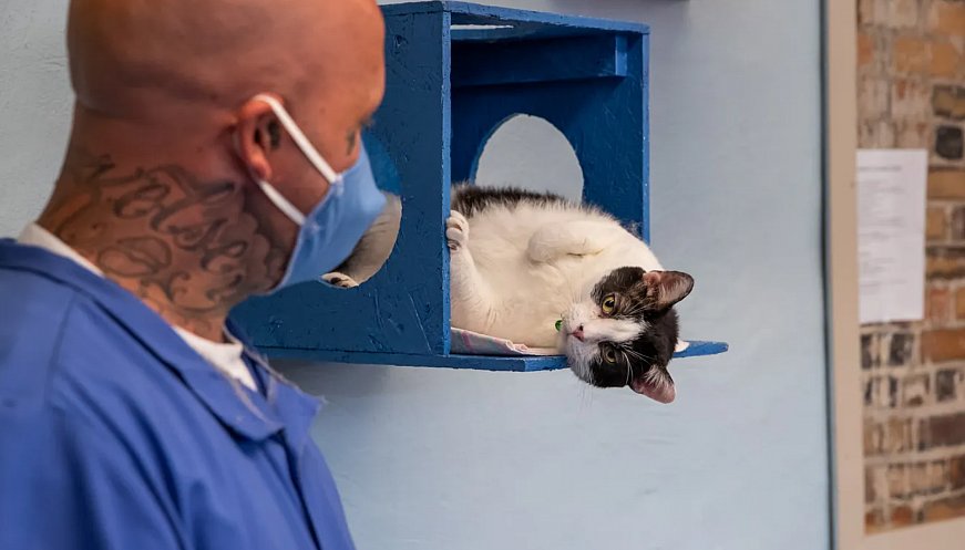 Behind Prison Walls, Cats And Inmates Rehabilitate Each Other Through Animal Care Program