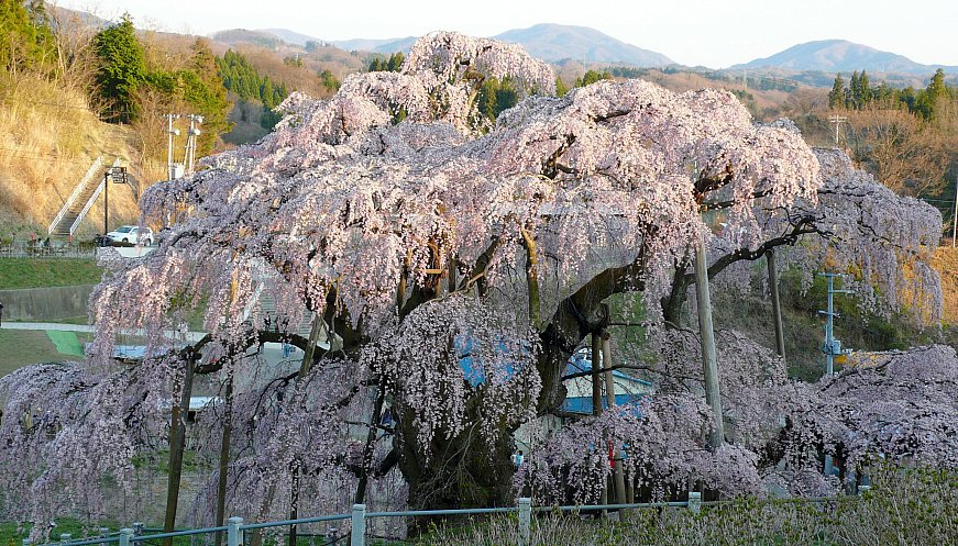 A 1,000-Year-Old Japanese Cherry Tree Shimmers Again With Cascading Pink Blossom