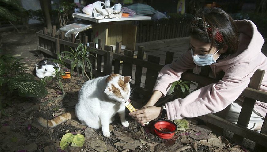 Taiwan's Midnight Cafeteria Offers Aid To Stray Cats