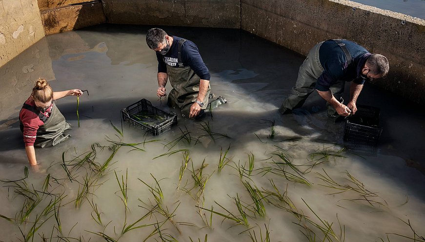 Inside A Michelin-Starred Chef's Revolutionary Quest To Harvest 'Carbon-Negative' Rice From The Sea