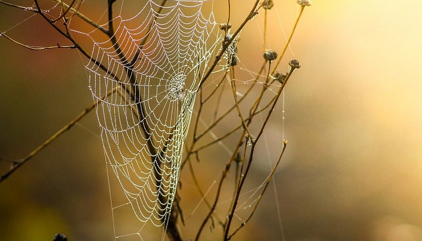 Company Mimics Spiders To Create Lustrous Faux Silk That Is 1,000 Times More Energy-Efficient